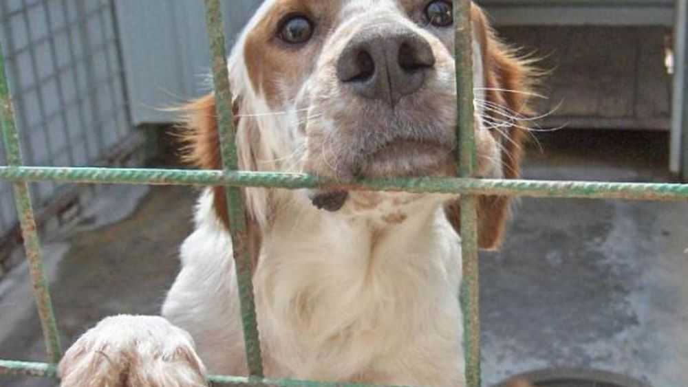 OZEGNA – Se adotti un cane randagio sei esentato dal pagamento della Tari 1 Cani al canile 1 Res