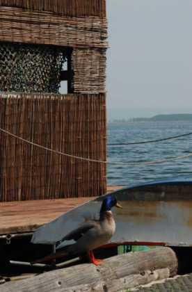 CANDIA - Riapre il centro visite del parco naturale del Lago di Candia