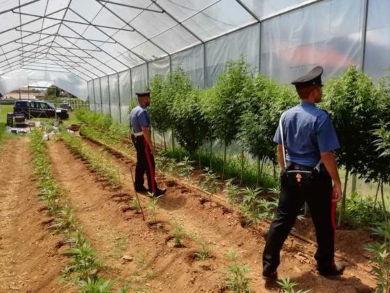 LANZO – Scoperta piantagione di marijuana con oltre trecento piante (VIDEO)