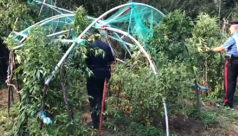 TORINO – Scoperto un “orto” di marijuana, vasi e sostanza essiccata a Villar Dora, Rivoli e Stupinigi 2 Torino Vilar Dora orto marijuana 2
