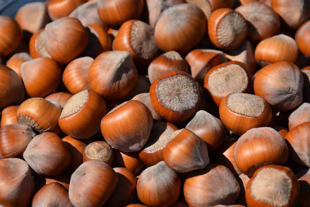TORINO – Al Regina Margherita, scoperta un nuova proteina che causa allergia alle nocciole 1 nocciole